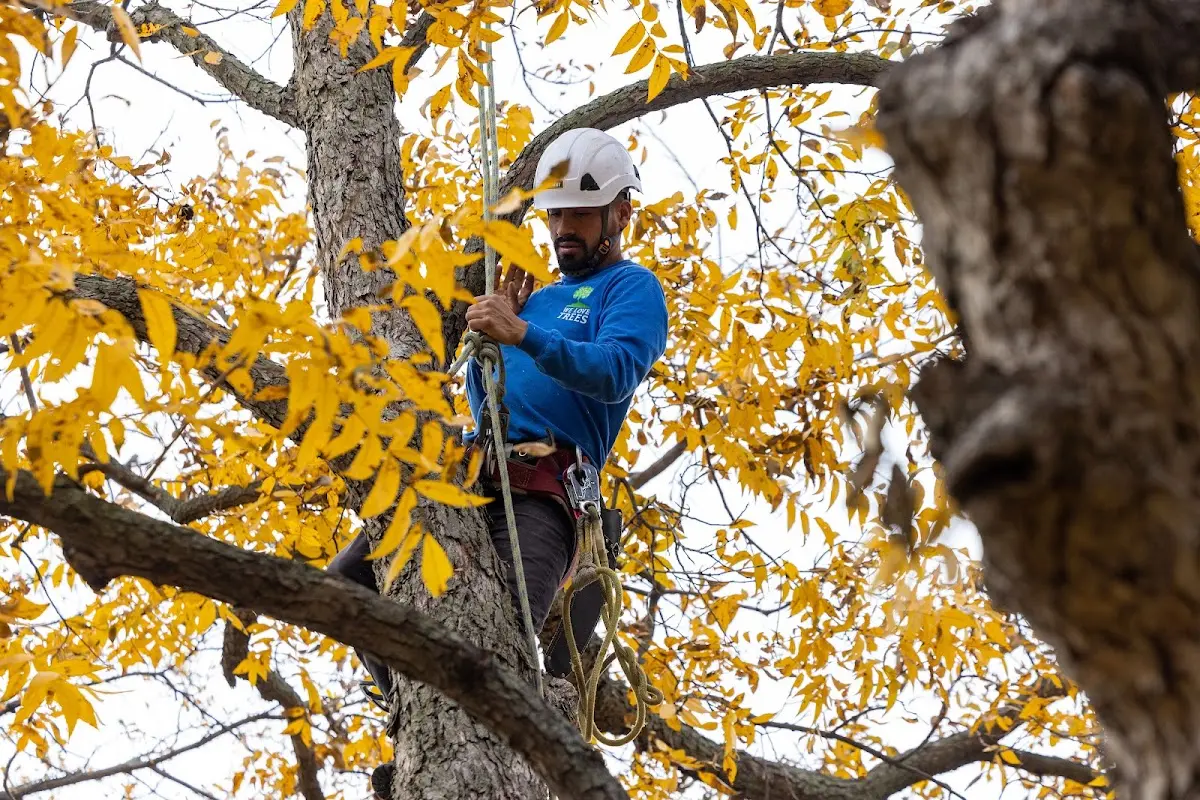 Skilled Tree Trimming crew working in Redding
